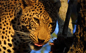 South Africa Golf 2 - Sun City & Kruger