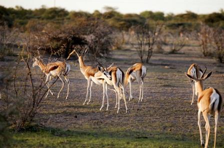 7 day Luxury Namibia Flying Safari Tour