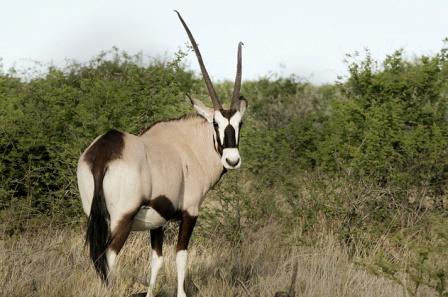 10 day Luxury Namibia Flying Safari Tour