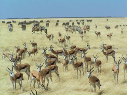 10 day First Class Namibia Road Safari Tour