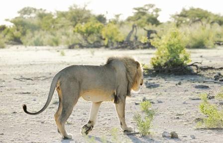 7 day Premium Namibia Flying Safari Tour