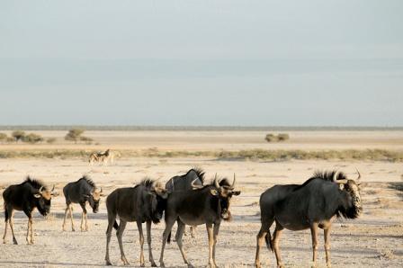 14 day Luxury Namibia Road Safari Tour
