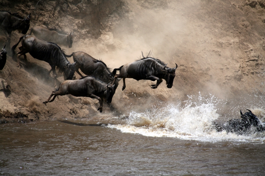 Johannesburg, Cape Town & 2 Safaris