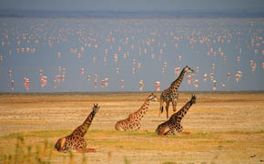 Tanzania Horizons 4x4 with Sopa Lodges