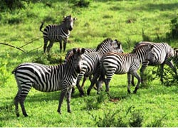 Special Interest Tours 1 - Best of Uganda