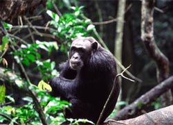 Special Interest Tours 2 - Classical Uganda