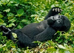 Gorilla Extension 1