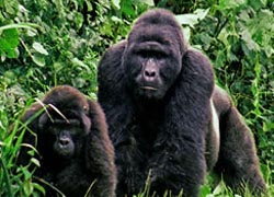 Gorilla extension - Gorilla and Chimpanzee