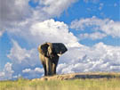 Combined Africa Tours