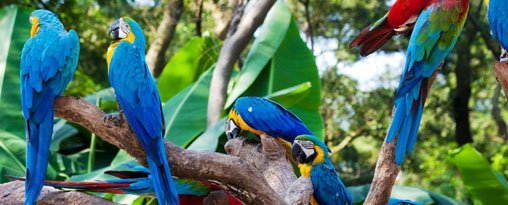 Birders Ecuador Tour