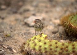 Land Based Galapagos Tour Christmas 2012