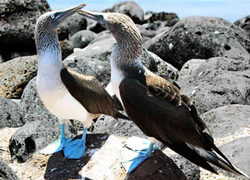 Christmas in Ecuador & Galapagos 2012 --- 5 days