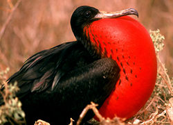 Christmas in Ecuador & Galapagos 2012 --- 4 days