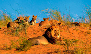 7 day Premium Namibia Flying Safari Tour