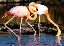 Christmas and New Year in Ecuador & Galapagos 2012