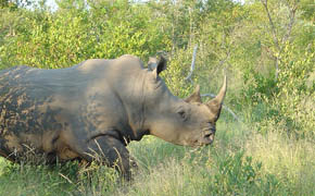 Africa - Build your own itinerary