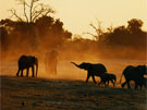 Tour in Botswana