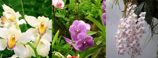 ORCHID TOURS