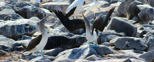 Christmas in Ecuador & Galapagos 2025 --- 5 days