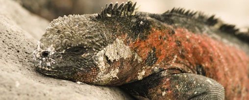 Christmas in Ecuador & Galapagos 2025 - 9 days