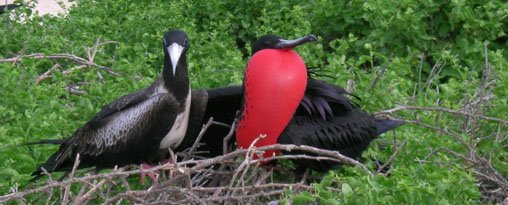 Christmas in Ecuador & Galapagos 2025 --- 4 days