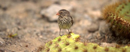Land Based Galapagos Tour Christmas 2026