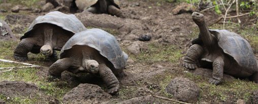 Luxury Ecuador & Galapagos Nature Tour