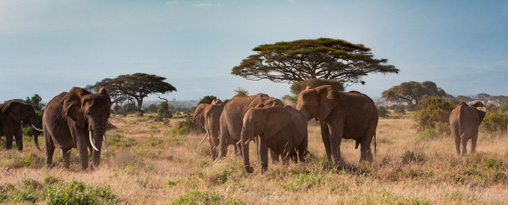 2024 Luxury Tanzania Explorer Tour