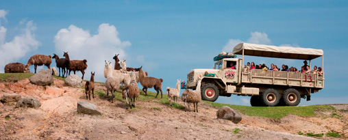 10 day Premium Namibia Road Safari Tour