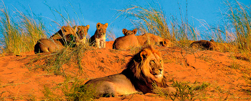 7 day Premium Namibia Flying Safari Tour