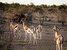 7 day Luxury Namibia Flying Safari Tour