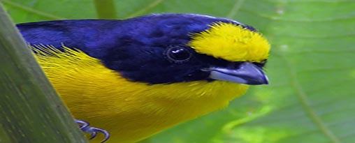 Panama Birding