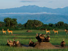 Special Interest Tours 1 - Best of Uganda