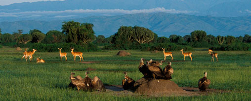 Special Interest Tours 1 - Best of Uganda