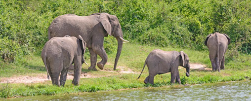 Special Interest Tours 4 - Gorillas Queen Elizabeth NP and Chimps