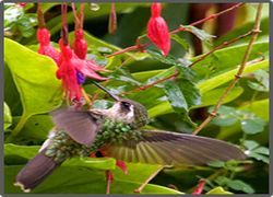 Birders Ecuador Tour