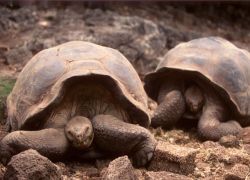 Luxury Ecuador & Galapagos Nature Tour