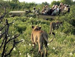 The Ultimate African Safari Signature Tour