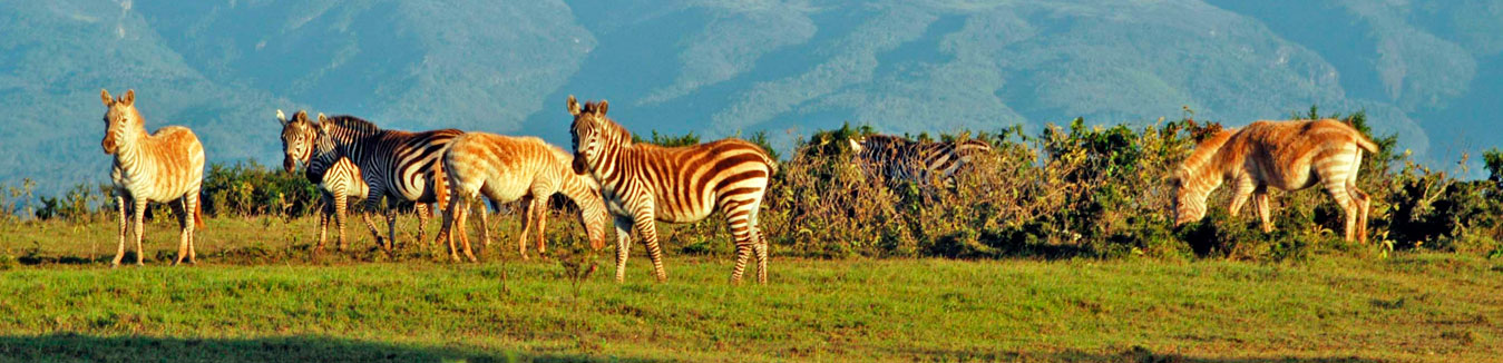 banner Kenya Tours