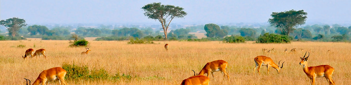 banner Uganda Tours