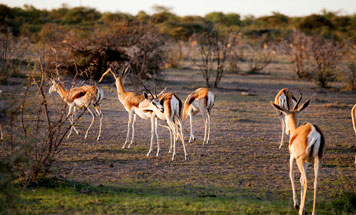 7 day Luxury Namibia Flying Safari Tour