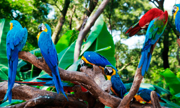 Birders Ecuador Tour