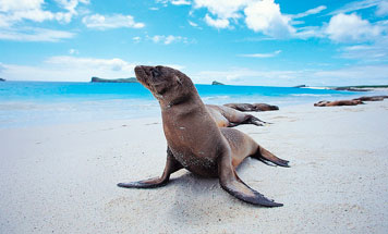 Christmas in Galapagos 2024