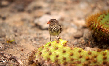 Land Based Galapagos Tour Christmas 2024