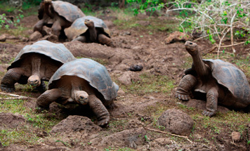 Luxury Ecuador & Galapagos Nature Tour