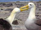 Galapagos Land Based Adventure Tours