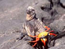 Escorted Galapagos 2023-2024 Christmas & New Years Tours